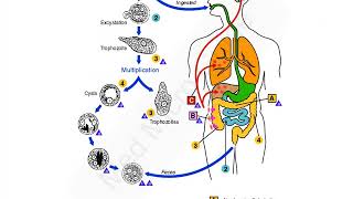 Entamoeba histolytica lecture [upl. by Atteras]