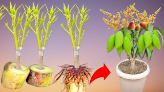 The technique of propagating mangoes from cuttings helps mangoes grow super fast [upl. by Ralyat]