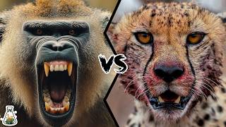 Baboon vs Cheetah The Battle for Survival – Who Will Win [upl. by Ididn]