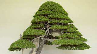 Juniper Bonsai care [upl. by Mcferren]