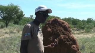 Eating termite mounds [upl. by Fredrika]