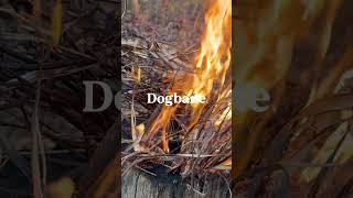 Doggone Dogbane dog nature wildlife survivalfire fire safety cool cracklingfire shorts [upl. by Notgnilra]