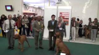 Tosa Inu  WDS Winner 2009 [upl. by Leira]