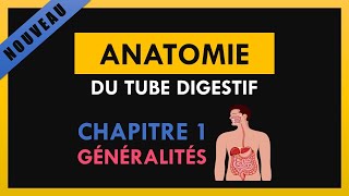 Anatomie Du Tube Digestif  Chapitre 1  Généralités [upl. by Laekim394]