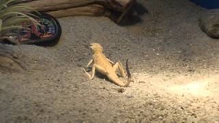 Arabian Toad Head Agama Phrynocephalus arabicus [upl. by Silvestro185]