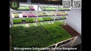 Microgreens Subscription Service Bangalore Get Fresh Greens Delivered with a Smile [upl. by Airrehs]