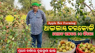 ପ୍ରଥମ ବର୍ଷ ୨ ଗୁଣା ଲାଭ ଥାଇଲାଣ୍ଡ ବରକୋଳିରୁ  Apple Ber farming in Odisha  Kashmiri Sundari Apple Ber [upl. by Neenaej819]