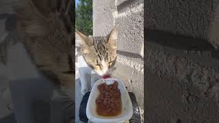 Cat feeding at rc car cat catfeeding automaticcatfeeder cute funny cats catlovers [upl. by Uriel663]