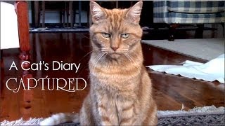 A Cats Diary Captured by Humans [upl. by Nahij]