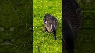 Mallard duck closeup in wildlife 🦆 [upl. by Anolahs]