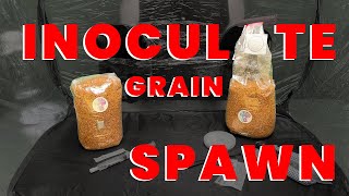 How To Inoculate Grain Spawn For Mushroom Growing  AGAR  LIQUID CULTURE SYRINGE [upl. by Hi180]