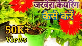 जरबेरा की केयर कैसे करें । Growing and Caring Tips of Gerbera [upl. by Dale]