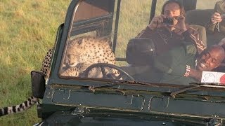 Cheetah Jumps Into SafariJeep And Whats Happens Next Is Unbelievable [upl. by Kraul]