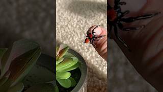 Brilliant Red Jumping Spider Slow Motion [upl. by Dyun]