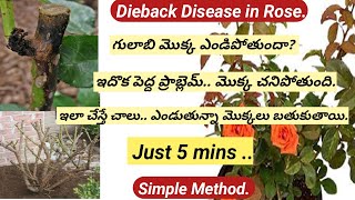 How to save Rose plantsrose plants dieback disease amp treatmentగులాబి మొక్క ఎందుకు ఎండిపోతుంది [upl. by Eah]