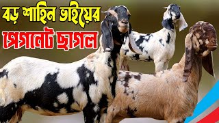 কমদামে বড় শাহিন ভাইয়ের বানিজ্যিক খামার উপযোগী বিভি্ন্ন জাতের আকর্ষনীয় কালেকশন  Sagol Farm [upl. by Wickman323]