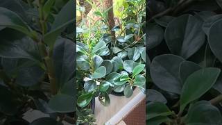 Pruning and propagating peperomia gardening shorttiewvlogs [upl. by Paviour109]