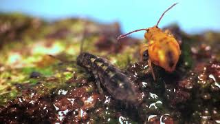 Elongated springtail meets globular relative [upl. by Bromleigh981]