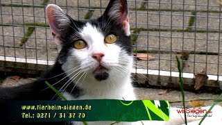 „Tier zu Dir“ – Katze Gafi sucht ein neues Zuhause SiegenNRW [upl. by Bremen]