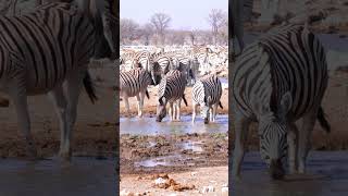 Zebras at Etosha National Park Namibia [upl. by Ettevahs]