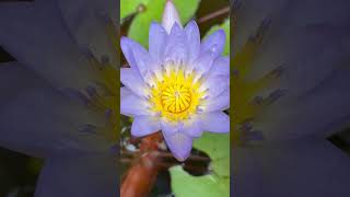 V2 tropical waterlily and lotus varieties  Aquatic plants and waterlilly collection [upl. by Adym984]