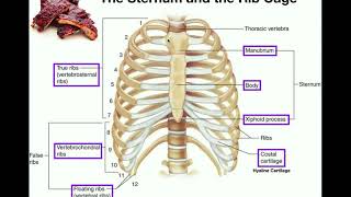 Anatomy  The Sternum Rib Cage amp Vertebrae [upl. by Bronny]