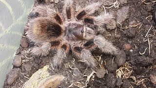 An introduction to the Red Chile rose tarantula [upl. by Ailegna]