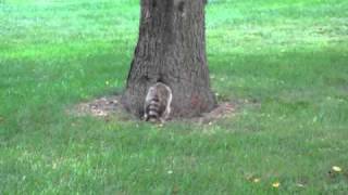 Raccoon vs Groundhog [upl. by Pascoe630]