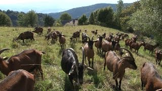 Des fromages et des chèvres [upl. by Airelav]