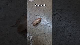 Cockroach shorts [upl. by Nelleoj]