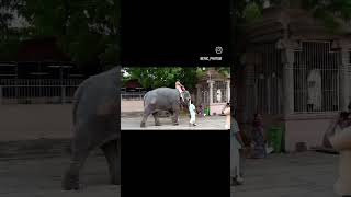 Elephant in Srirangam temple tamilnadu mandir elephant temple hinduism faith india [upl. by Garrot834]