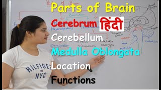 Parts of brain in Hindi  Fore Brain  Mid Brain  Hind Brain  Cerebellum  Functions  Location [upl. by Kendre]