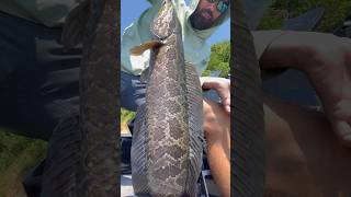 SNAKEHEAD Coolest Looking Freshwater Fish  Potomac River snakehead snakeheadfish potomacriver [upl. by Nnel]