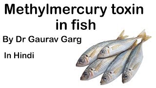 Methylmercury Toxin in fish caused by Ocean warming amp increased Overfishing UPSC IAS UPSC2020 [upl. by Aleda]