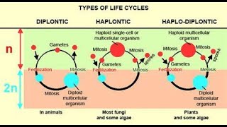 haplontic diplontic and haplodiplontic life cycle [upl. by Can]