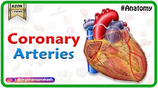 Coronary arteries Anatomy  Blood supply of Heart  Arterial supply of heart  Animation [upl. by Ahsaz34]