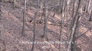 Deer Archery Hunting Southeast Minnesota [upl. by Zebaj]