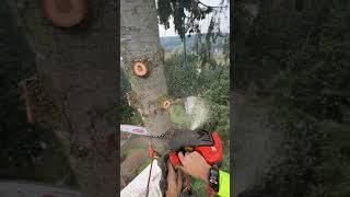 Topping a 150 Fir Tree 🌲 shorts [upl. by Airan]