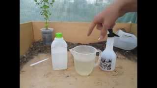 How to Make a simple Organic Insecticide Spray Aphids Blackfly Whitefly etc [upl. by Kerri943]