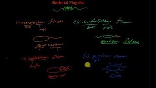 Arrangement of bacterial flagella [upl. by Bell]