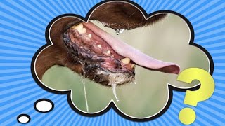 Why Do Dogs Drool [upl. by Gnuh]