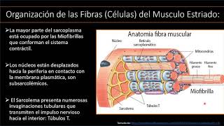 Organización de las Fibras Musculares Túbulos T y Tríada [upl. by Ahsinned531]