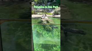 Penguins in zoo park shorts zoo park summer animals youtubeshort [upl. by Kcir54]