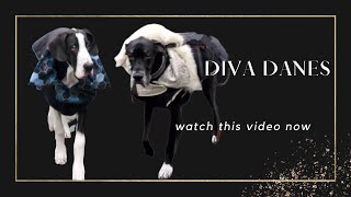 6 MONTH OLD PUPPY AND 4 YEAR OLD GREAT DANE TRY ON THEIR NEW COATS [upl. by Clava]