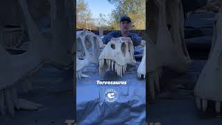 Unleashing The Giants Of Morrison Saurophaganax vs Torvosaurus vs Allosaurus Skull Comparison [upl. by Ramled]