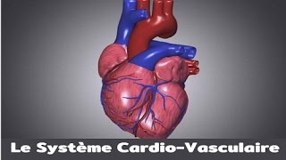 Le système cardiovasculaire [upl. by Gnoy]