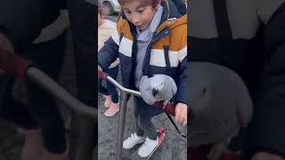 J’APPRENDS LA TROTTINETTE A LUNA LE PERROQUET 🦜  fyp shortvideo shoots pets rider [upl. by Jerrold]