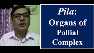 Pila Organs of Pallial Complex [upl. by Felisha]