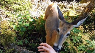 Close encounter with a wild deer It licks me [upl. by Nami3]