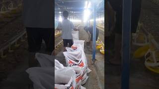 Proses pembersihan kandang selesai panenpeternakan ayam broiler [upl. by Arondel298]